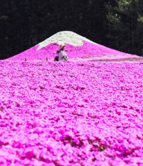 富士芝桜祭り4