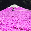 富士芝桜祭り4
