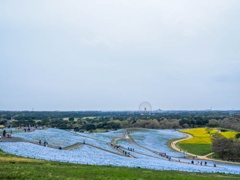 ひたちなか海浜公園にて