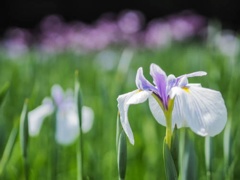 加茂花菖蒲園にて