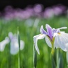 加茂花菖蒲園にて