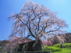 又兵衛桜2