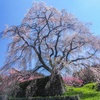 又兵衛桜2