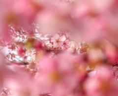 美和桜2