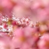 美和桜2