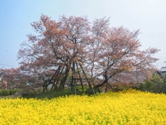 狩宿の下馬桜