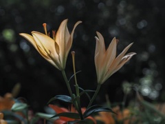 百合2