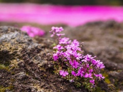富士芝桜祭り3