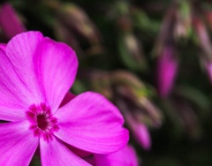 芝桜