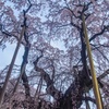 三春滝桜2