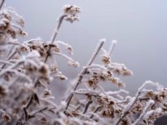 枯れ草に冬の花咲く