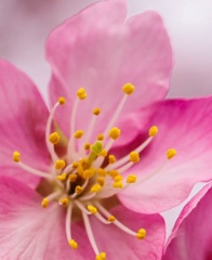 美和桜5