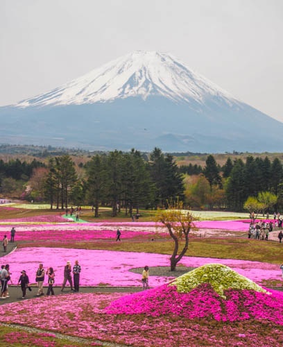 富士芝桜祭り