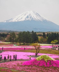 富士芝桜祭り