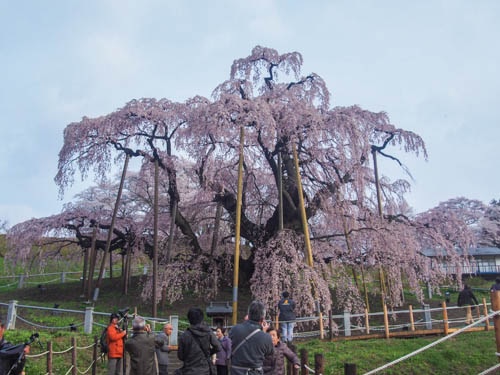 三春滝桜