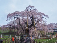 三春滝桜