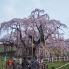 三春滝桜