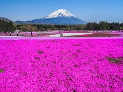 富士芝桜祭り