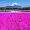 富士芝桜祭り