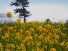 菜の花