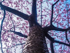美和桜4