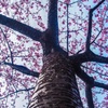 美和桜4