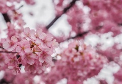 美和桜