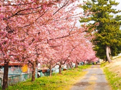美和桜