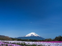 富士芝桜祭り2
