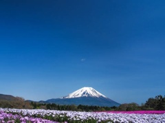 富士芝桜祭り2