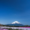 富士芝桜祭り2