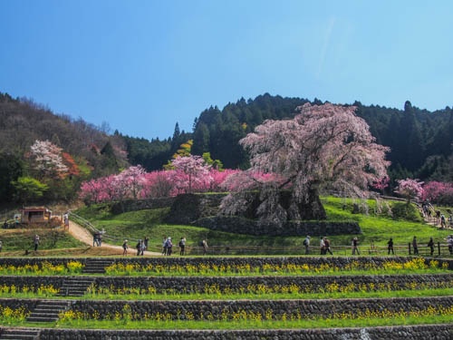 又兵衛桜
