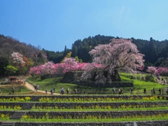 又兵衛桜