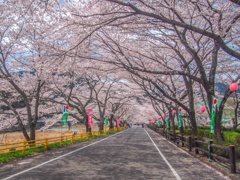 家山の桜