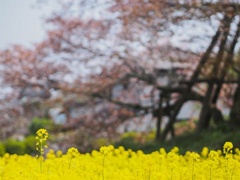 菜の花と狩宿の下馬桜