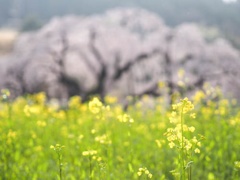 菜の花
