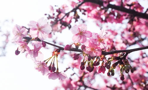 美和桜3