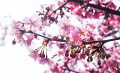美和桜3