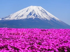 富士芝桜祭り3