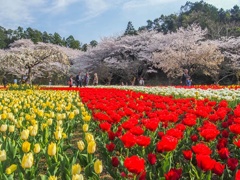 チューリップと桜