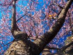 寒桜
