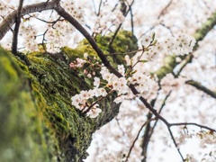 三春滝桜周辺の桜