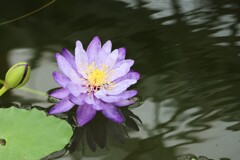 すいれん