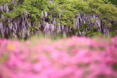 藤と芝桜