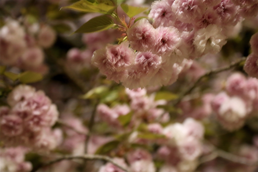 八重夜桜