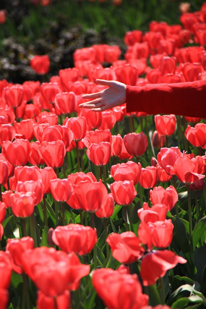 ようこそ、花畑へ