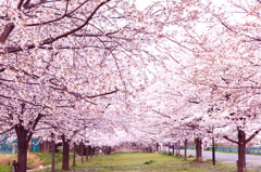 花トンネル