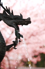 **さ**く**ら