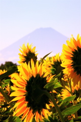 sunflowerと富士