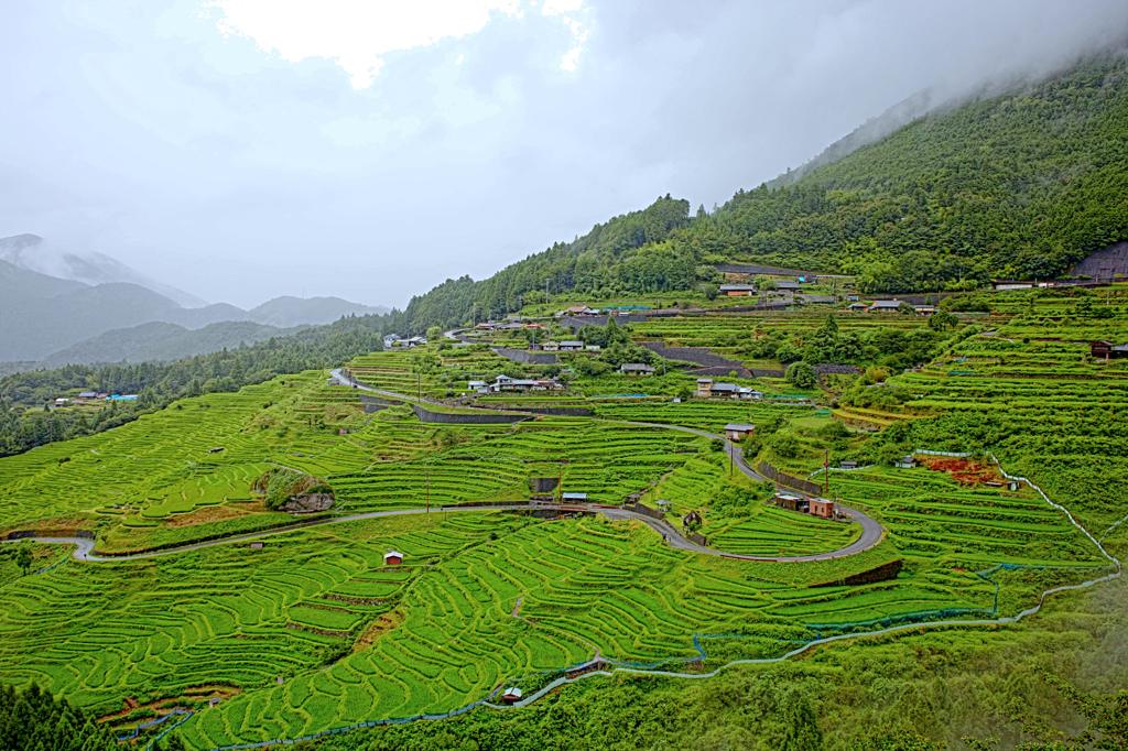 夏の棚田